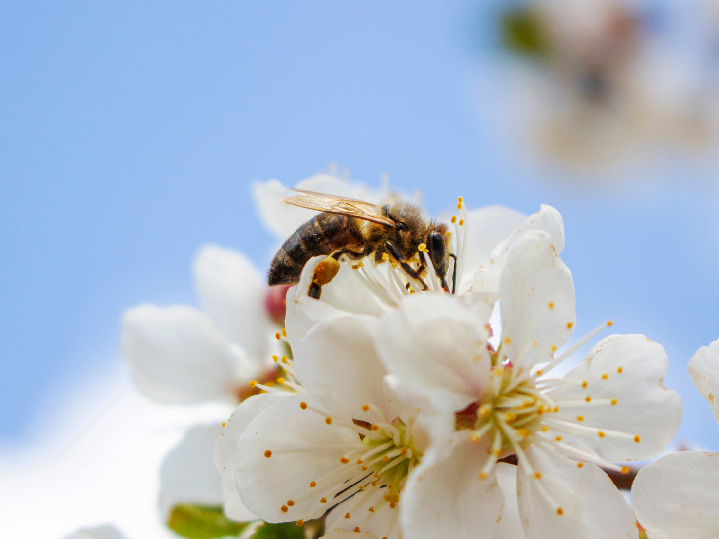 山形県産さくらんぼ蜜