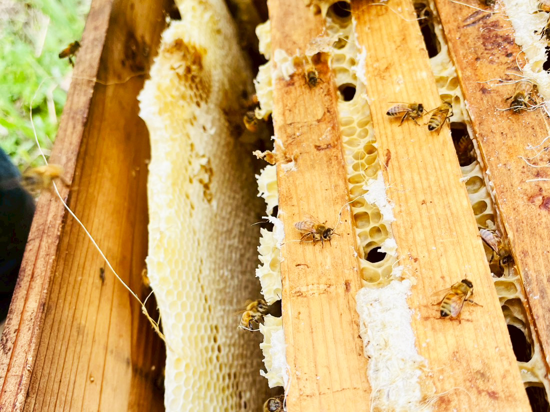 純度99.9%の濃厚蜜