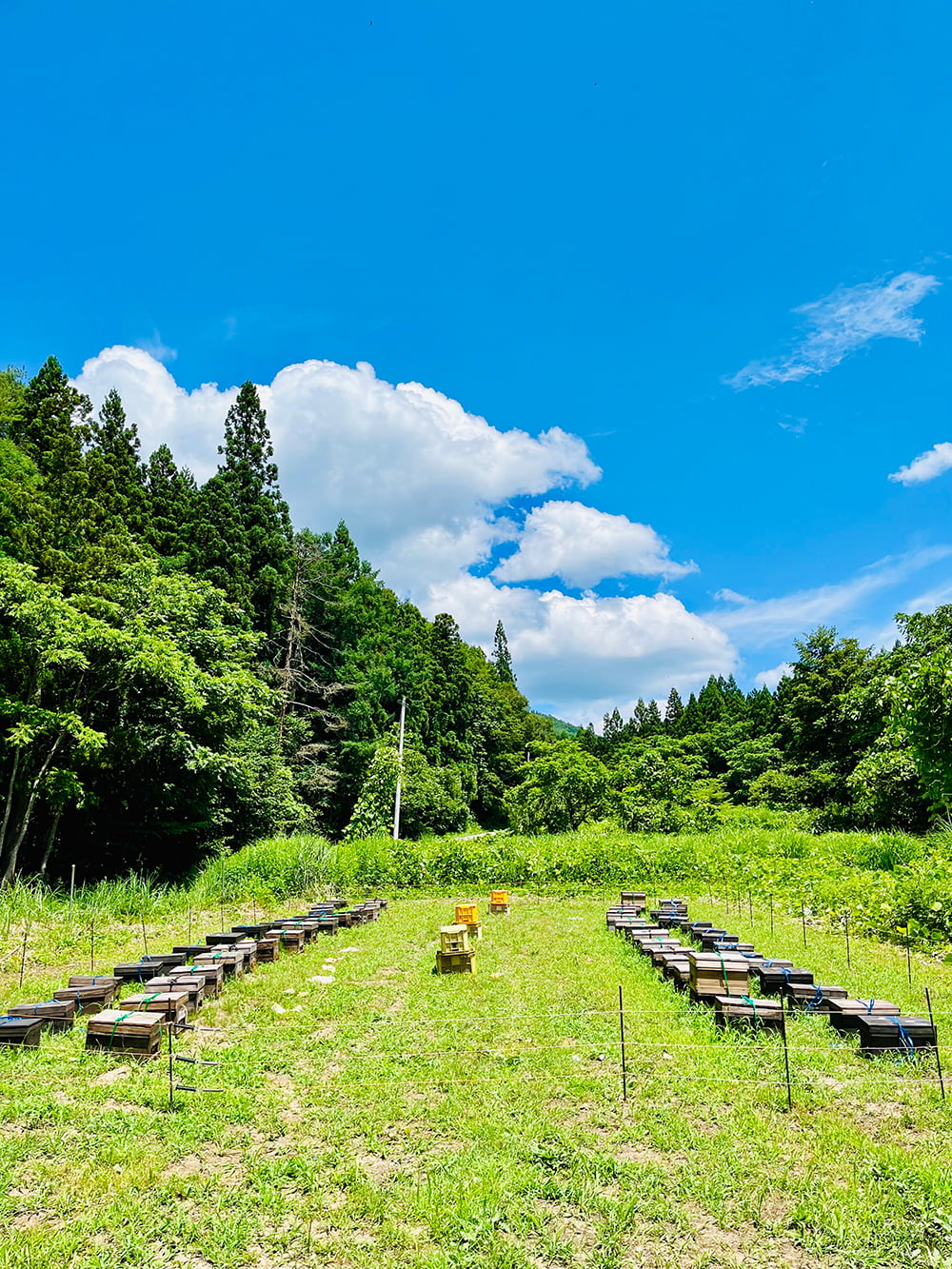 ORAMELはちみつギフト