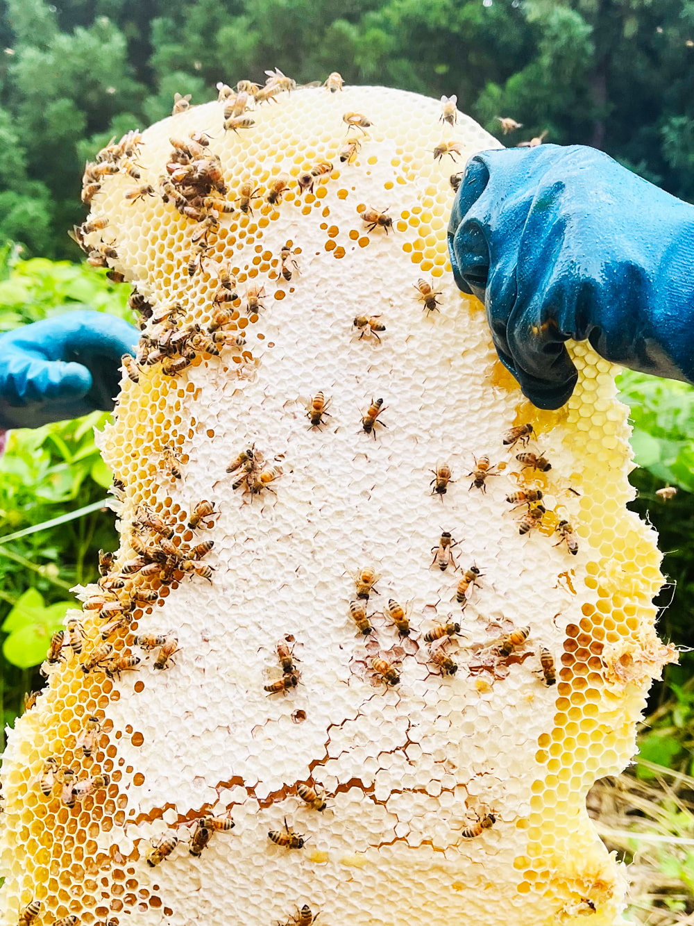 ORAMELはちみつギフト