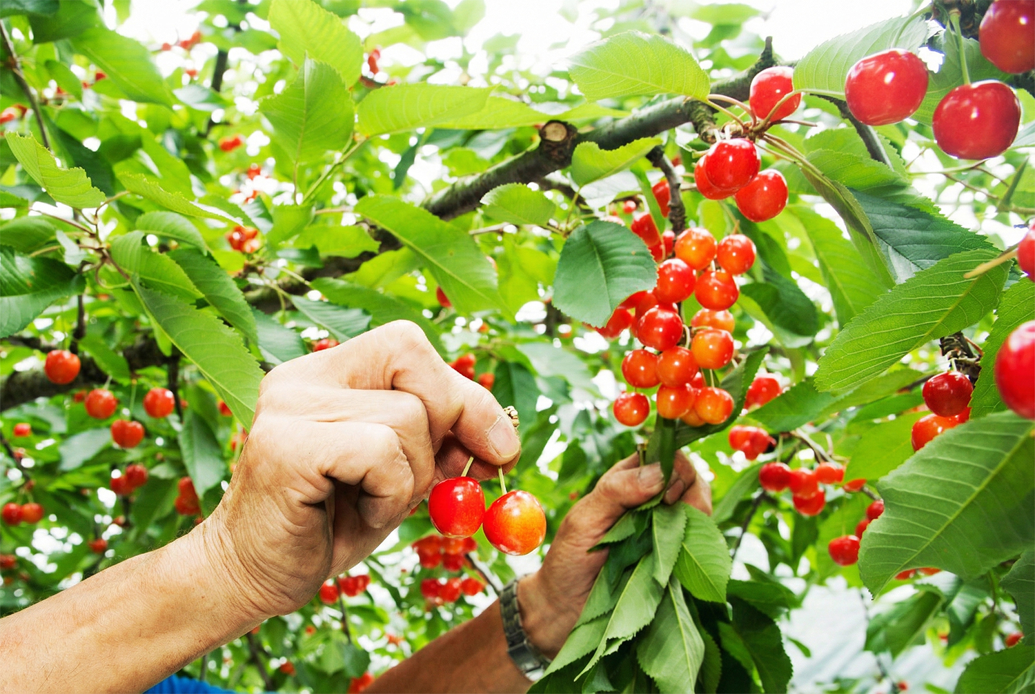 山形県産さくらんぼ蜜